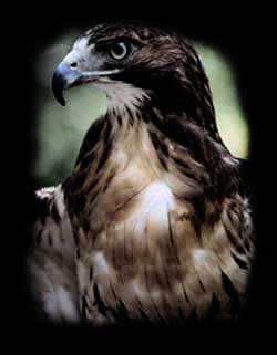 Sarch Engine Optimization Chicago